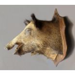 Taxidermy - A wild boars head mounted on an oak shield, the shield length 72 cm,