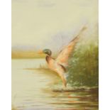C Howden (British 20th century), "Mallard Landing on Water", signed in pencil and dated '06,