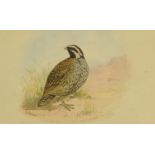 J.G. Davies, Himalayan Quail, signed, watercolour. 14.5 cm x 24 cm.