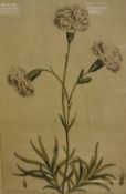 AFTER I EDWARDS "Dianthus Floralus Solitarus", a botanical study, hand-coloured engraving, plate 24,