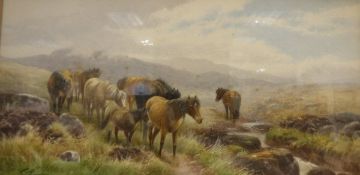 TOM ROURDEN "Wild Moorland Ponies the Meavy near Princetown, Dartmoor, Devonside",