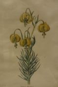 ATTRIBUTED TO PRISCILLA SUSAN FAULKNER "BURY" NEE FAULKNER (1799-1872) "Lilium Candidum, June,