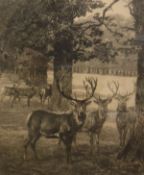 AFTER WILLIAM STRANG "Deer in a Parkland Landscape", black and white etching, unsigned,