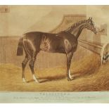 AFTER J F HERRING "Velocipede", study of a racehorse in stables, aquatint, engraving by C Hunt,