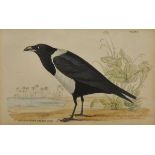 AFTER P J SELBY "Hooded Crow", hand coloured engraving plate XXIX,