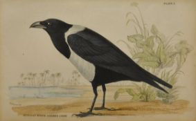 AFTER P J SELBY "Hooded Crow", hand coloured engraving plate XXIX,