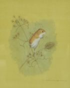 DAVID ANDREWS "Harvest mouse", a study, watercolour gouache, signed lower right,