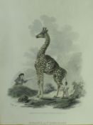 AFTER IBBETSON "Giraffe or Camelopard" coloured engraving by Tookey, published by W Darton...