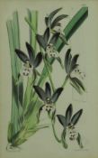 ENGLISH SCHOOL "Botanical Studies", a set of eight colour prints,