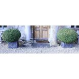 A pair of lead planters of cube form with topiary box bushes CONDITION REPORTS These