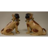 A pair of Carl Thieme potschappel brown spotted pug figures with ribbon and bell collars bearing