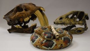 A reproduction resin sabre toothed beast skull, a similar dinosaur skull, a resin coiled snake,