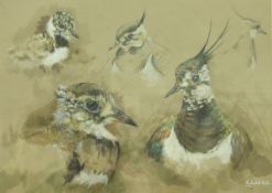 ROBERT E FULLER (BRITISH 1972-) "Lapwing and Chicks", head studies of Lapwings and chicks, gouache,