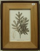 AFTER P J REDOUTÉ - a set of six oak framed prints depicting "Acorns and oak leaves"
