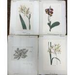 A collection of 18th and 19th Century hand coloured prints depicting flowers and plants approx.