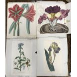 A large quantity of 18th and 19th Century hand coloured prints of flowers and plants approx.
