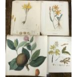 A large collection of 18th and 19th Century hand coloured prints depicting flowers and plants