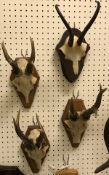 Three pairs of mounted Roe Deer antlers with skull caps,