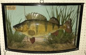 A taxidermy stuffed and mounted Perch by Cooper in naturalistic setting and bow fronted three sided