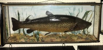 A taxidermy stuffed and mounted brown Trout by Malloch of Perth in naturalistic setting and three