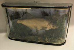 A taxidermy stuffed and mounted Bream by W.