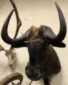 A taxidermy stuffed and mounted Black Wildebeest head and shoulder mount with horns