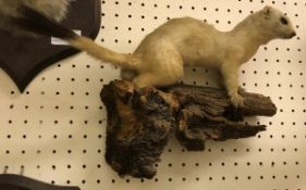 A taxidermy stuffed and mounted Ermine on log wall mount