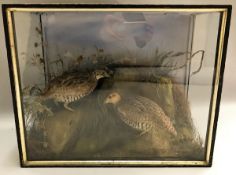 A taxidermy stuffed and mounted pair of Quail in naturalistic setting and three-sided glazed