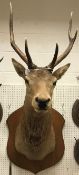 A taxidermy stuffed and mounted Red Deer Stag head and shoulder mount, with 6 point antlers,