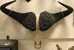 A Cape Buffalo skull and horn mount