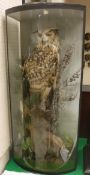 A taxidermy stuffed and mounted Eagle Owl on naturalistic log mount within a three-sided bow