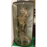 A taxidermy stuffed and mounted Eagle Owl on naturalistic log mount within a three-sided bow