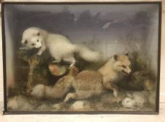 A Victorian taxidermy study of stuffed and mounted Foxes with Rabbit prey,