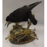 A taxidermy stuffed and mounted Carrion Crow with nest of three eggs (chicken eggs painted)
