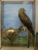 A stuffed and mounted Red Kite in naturalistic setting standing on a branch with nest of three eggs