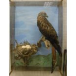 A stuffed and mounted Red Kite in naturalistic setting standing on a branch with nest of three eggs
