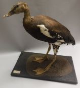 A taxidermy stuffed and mounted African Spur-Winged Goose on textured wooden base,