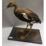 A taxidermy stuffed and mounted African Spur-Winged Goose on textured wooden base,