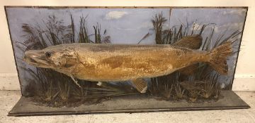 A taxidermy stuffed and mounted Pike in naturalistic setting with painted backdrop (glass of case