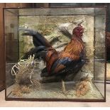 A taxidermy stuffed and mounted Bantam Hen in naturalistic setting and four-sided glazed display