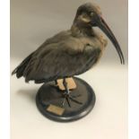 A taxidermy stuffed and mounted Hadada Ibis on circular ebonised mount,