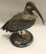 A taxidermy stuffed and mounted Hadada Ibis on circular ebonised mount,