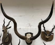 A pair of mounted Eland horns and skull cap on a shield shaped mount