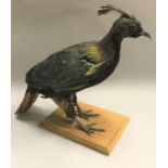 A taxidermy stuffed and mounted Himalayan Impeyan Monal Pheasant on plain oak base,