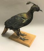 A taxidermy stuffed and mounted Himalayan Impeyan Monal Pheasant on plain oak base,