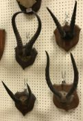 Four pairs of various Antelope horns on shield shaped mounts