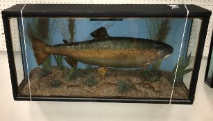 A taxidermy stuffed and mounted Rainbow Trout by Mayo of Bristol in naturalistic setting and three