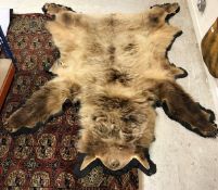 A Brown Bear skin rug on black felt mount