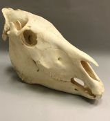 A Zebra skull,