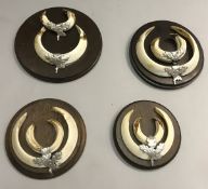 Four mounted sets of Wart Hog tusks on circular wall mounts